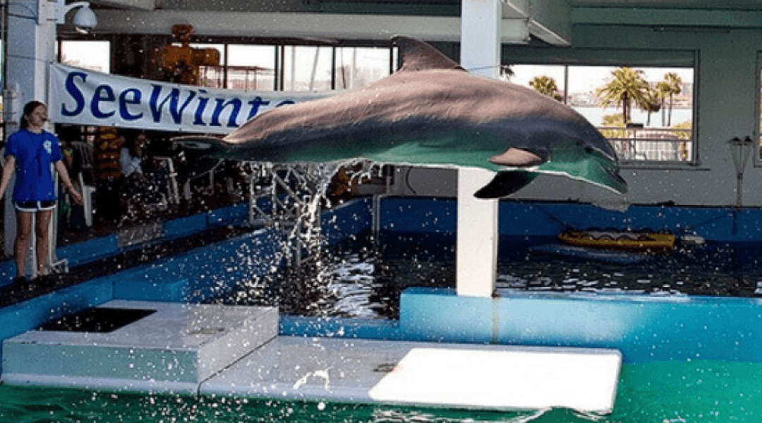 Dolphin leaping at Clearwater Marine Aquarium