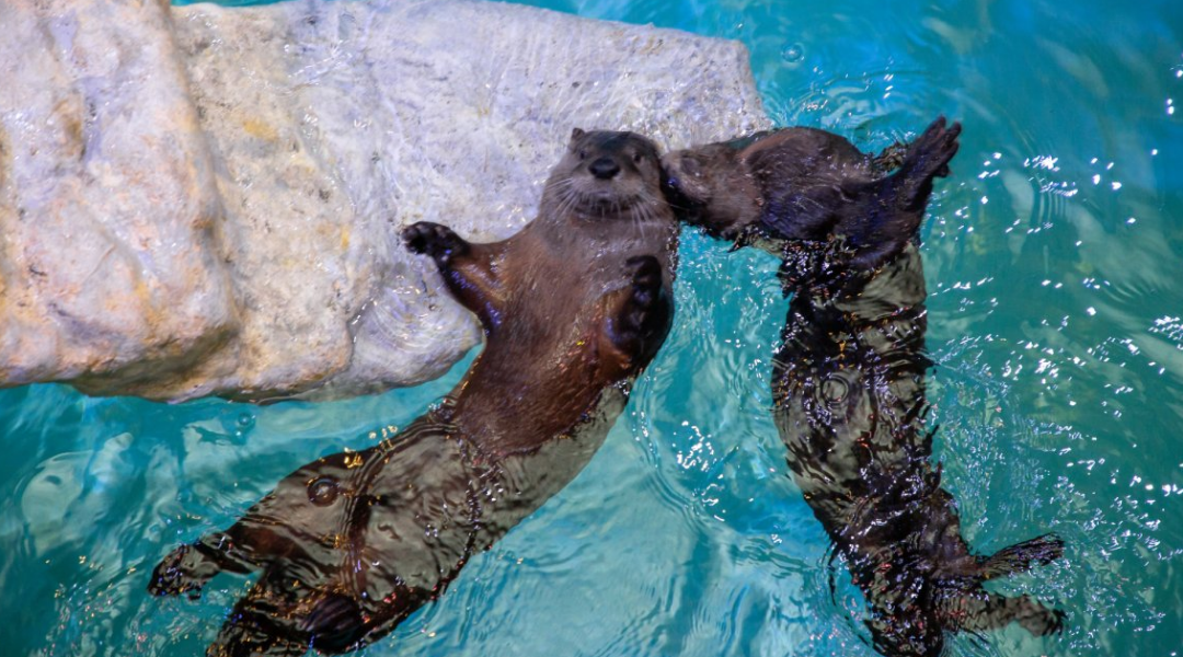 River otters swimming at Clearwater Marine Aquarium