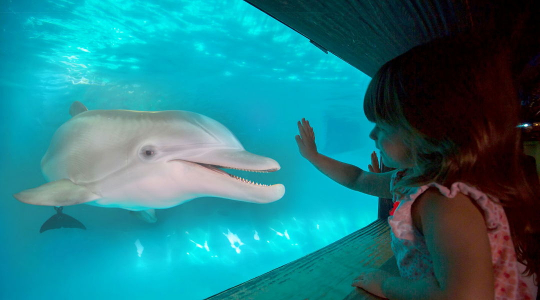 Child watching a dolphin underwater at Clearwater Marine Aquarium