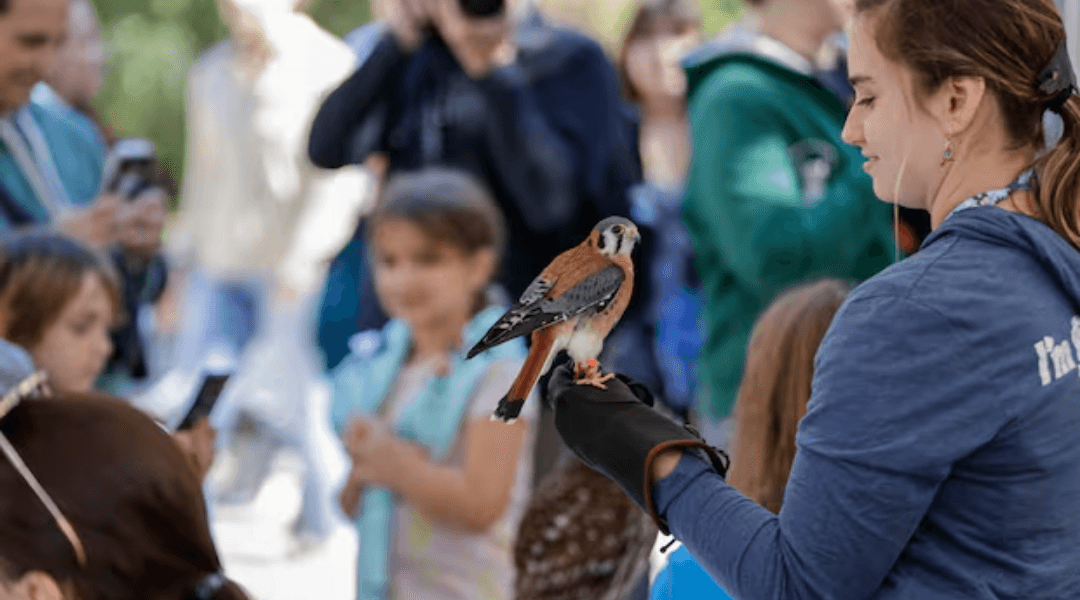 Children watching a rescued bird presentation at Seaside Seabird Sanctuary